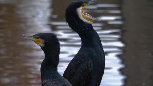 Acercamiento Dos Cormoranes Sentados Junto Lago — Vídeos de Stock