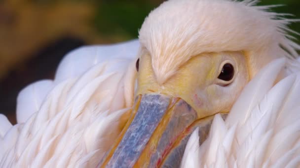 Großaufnahme Eines Pelikans Einem Kalten Herbsttag Der Draußen Friert Und — Stockvideo