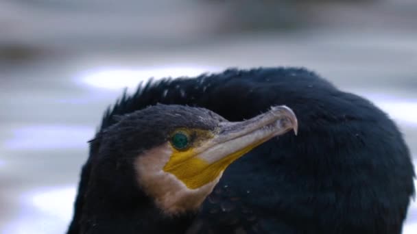 Primo Piano Due Cormorani Seduti Accanto Lago — Video Stock