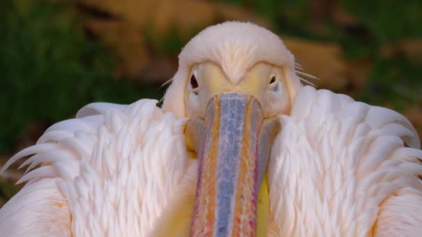 Dekat Pelican Pada Musim Gugur Yang Dingin Hari Duduk Luar — Stok Video