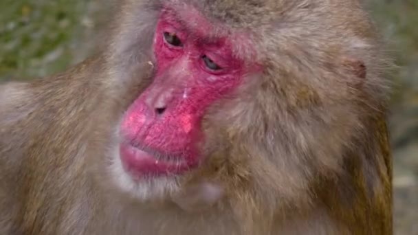 Close Japanese Macaque Head Chewing Some Fruit — Stock Video