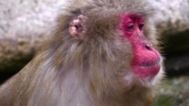 Großaufnahme Eines Japanischen Makakenkopfes Beim Kauen Von Früchten — Stockvideo