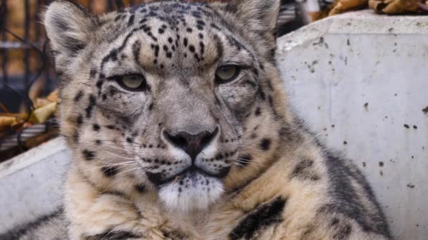 Närbild Snöleopard Mulen Och Kall Höstdag — Stockvideo