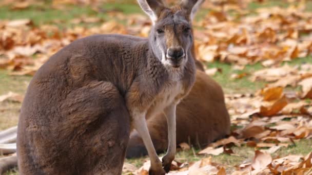Kangurulara Yaklaş Ayağa Kalk Etrafına Bak — Stok video