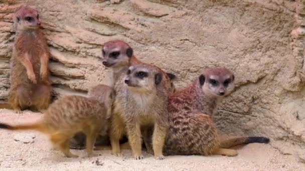 Κοντινό Πλάνο Των Meerkats Φύλαξη Παίζοντας Και Κοιτάζοντας Γύρω — Αρχείο Βίντεο