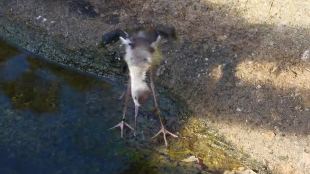 Pied Avocet Basah Burung Pengantin Pria Itu Sendiri — Stok Video