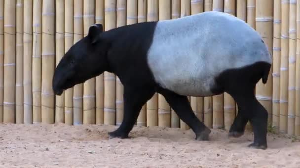 Nahaufnahme Von Tapir Wanderungen — Stockvideo