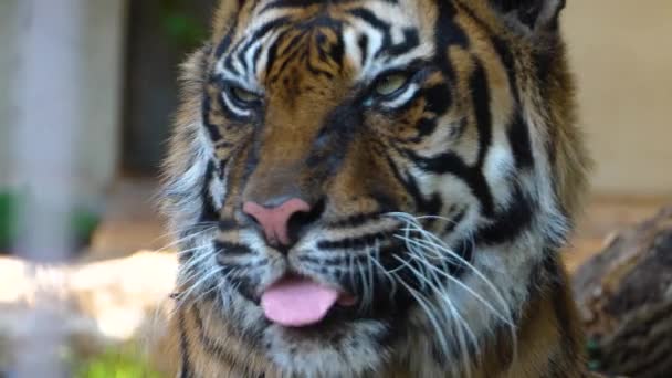 Zbliżenie Tygrysiej Głowy Przodu Rozgląda Się Dookoła — Wideo stockowe