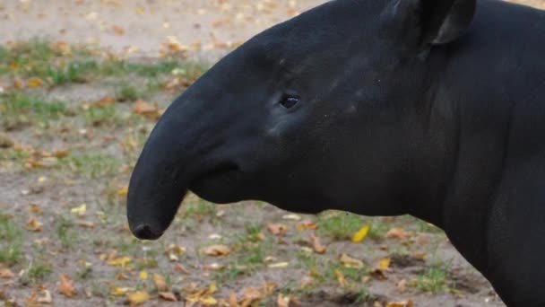 Großaufnahme Von Tapir Der Mit Der Nase Wackelt — Stockvideo