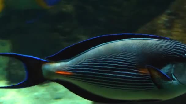 Poisson Chirurgien Sohal Tang Sohal Nage Vers Droite Après Les — Video