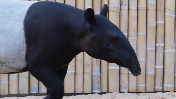 Nahaufnahme Eines Malaysischen Tapirs — Stockvideo
