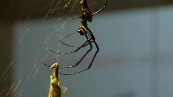 Hedvábný Pavouk Sedí Své Síti — Stock video