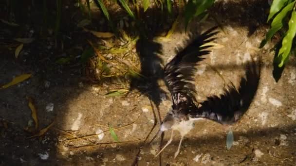 Een Natte Pied Avocet Vogel Verzorgt Zichzelf — Stockvideo