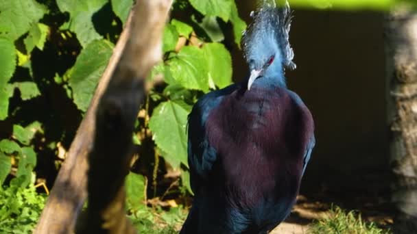 Primo Piano Victoria Incoronato Piccione Sposi Piume — Video Stock