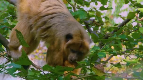 Kahverengi Uluyan Maymun Etrafa Bakıyor — Stok video
