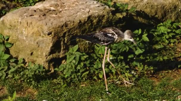 Islak Bir Pied Kuş Kendini Tımar Eder — Stok video