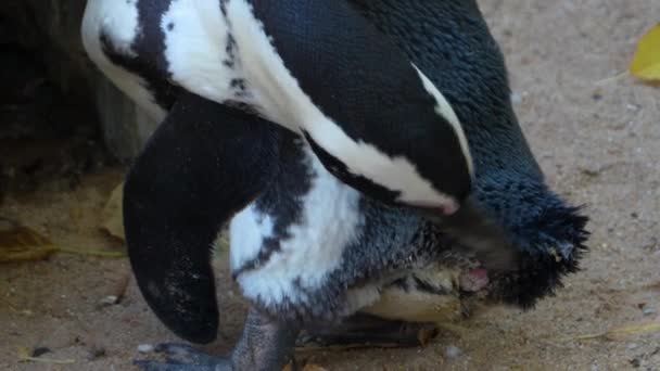 Primer Plano Del Pingüino Humboldt — Vídeos de Stock