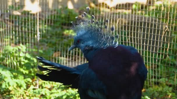 Primer Plano Las Plumas Los Palominos Coronados Victoria — Vídeo de stock