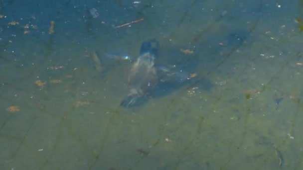 Close Blue Billed Duck Diving Lake — Stock Video