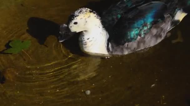 Gros Plan Canard Peigne — Video