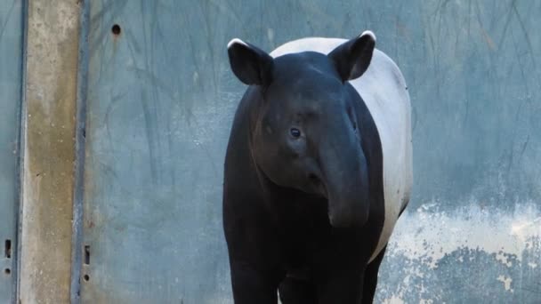 Nahaufnahme Von Tapir Der Seine Nase Bewegt — Stockvideo