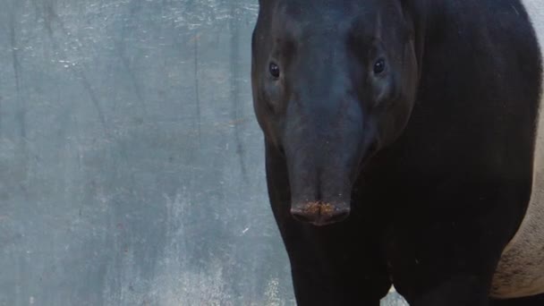 Nahaufnahme Von Tapir Der Seine Nase Bewegt — Stockvideo