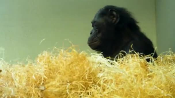 Großaufnahme Von Bonobo Mutter Beim Anpassen Hey — Stockvideo
