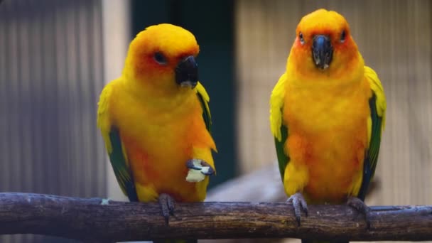 两只阳光普照的鹦鹉面对着摄像机坐在栖木上 右边的鸟移动 倾斜头 与右边的鸟分享食物 — 图库视频影像