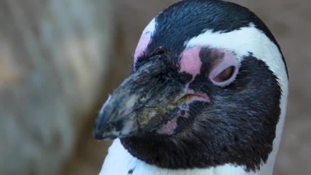 Primer Plano Del Pingüino Humboldt — Vídeo de stock