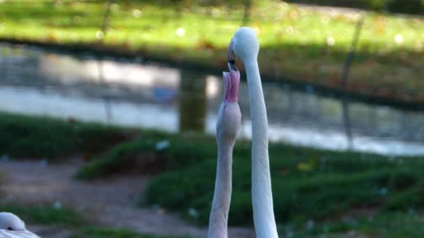 Nahaufnahme Von Flamingos Ein Junges Bettelt Futter — Stockvideo