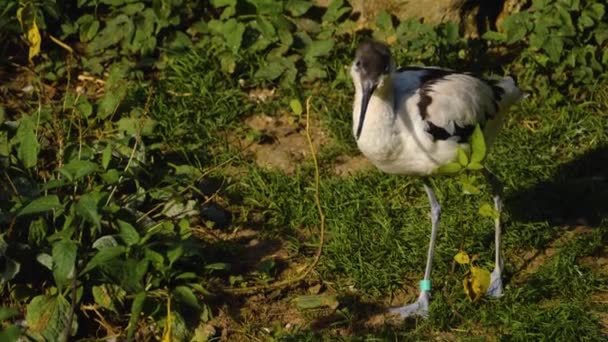 Mokrý Pied Avocet Pták Ženich Sám — Stock video