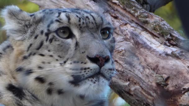 Close Snow Leopard Head — Stock Video