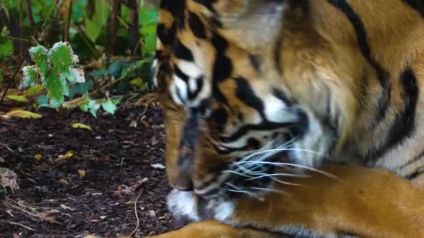 Κοντινό Πλάνο Του Κεφαλιού Τίγρης — Αρχείο Βίντεο