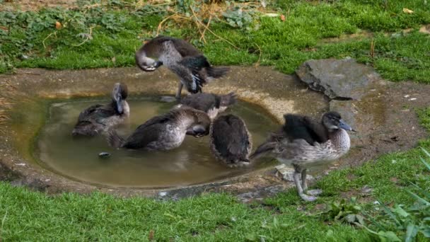 在一个小池塘里把鸭子关在一起 训练它们自己 然后跳来跳去 — 图库视频影像