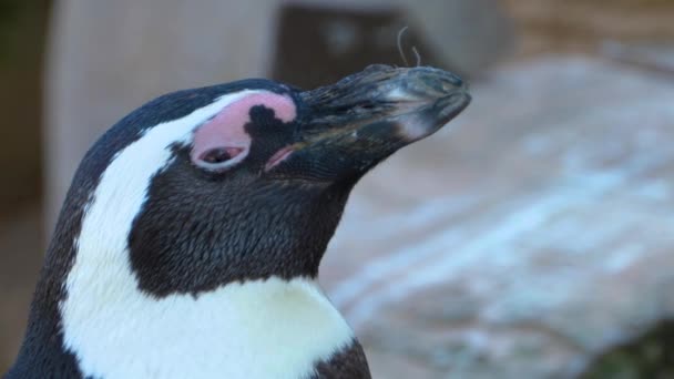 Primer Plano Del Pingüino Humboldt — Vídeos de Stock