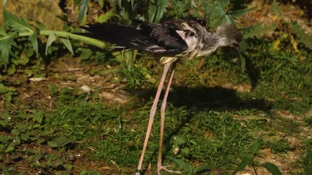 Mokrý Pied Avocet Pták Ženich Sám — Stock video