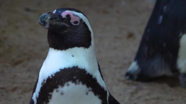 Primer Plano Del Pingüino Humboldt — Vídeos de Stock
