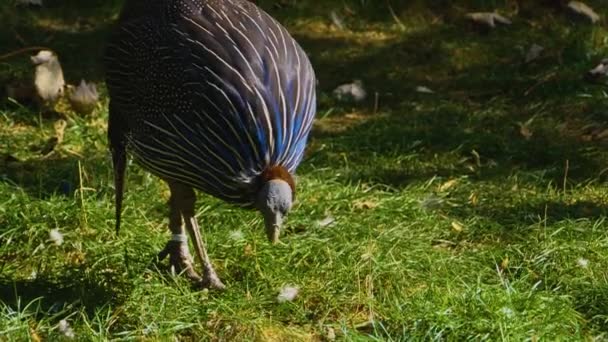 Primer Plano Las Aves Mar — Vídeos de Stock