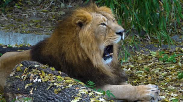 Gros Plan Tête Lions Regardant — Video
