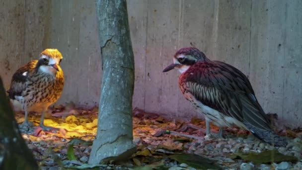 Två Väglöpare Vilar Marken — Stockvideo