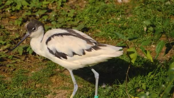 Oiseau Avocat Pied Humide Toilette Lui Même — Video