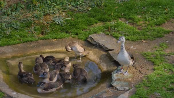 Close Ducks Tiny Pond Grooming Them Selfs Diving — Stock Video