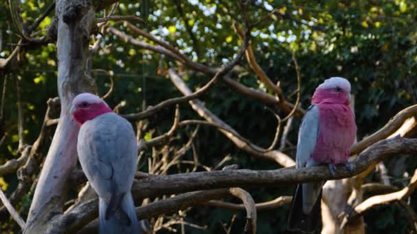 Gül Göğüslü Papağan Galah Papağanı Gül Kakadusu — Stok video