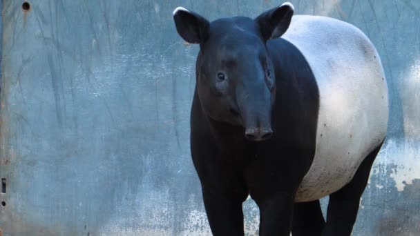 Tapir Burnunu Çekerken Yaklaş — Stok video