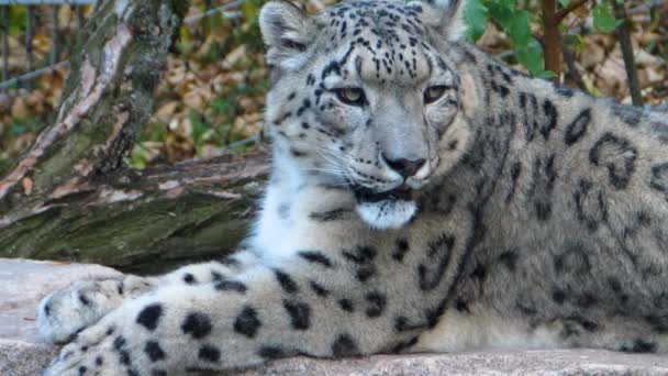 Zblízka Sněhová Leopardí Hlava — Stock video