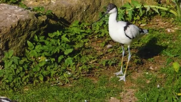 Een Natte Pied Avocet Vogel Verzorgt Zichzelf — Stockvideo