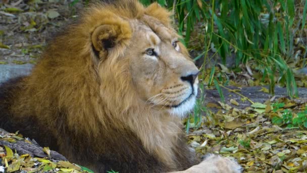 あくびのライオンストック動画 ロイヤリティフリーあくびのライオン動画 Depositphotos