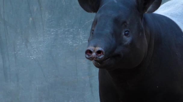 Närbild Tapir Rör Näsan — Stockvideo