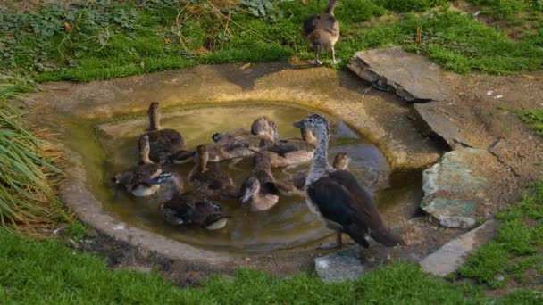 Gros Plan Canards Dans Petit Étang Les Toilettant Selfs Plongeant — Video