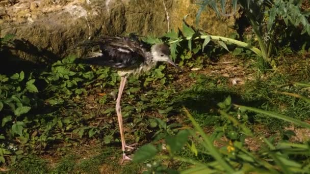 Islak Bir Pied Kuş Kendini Tımar Eder — Stok video